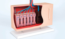 网页版短信攻击